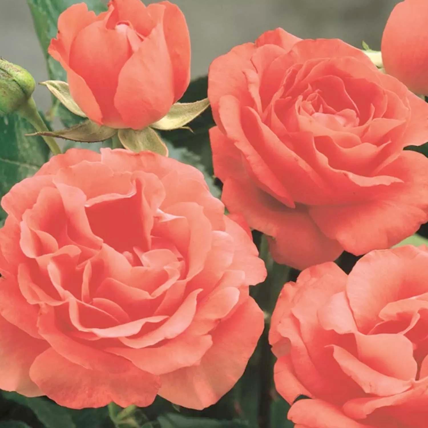 Marmalade Skies 5 Gallon Roger's Gardens