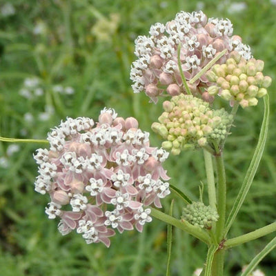 Asclepias fascicularis - Native Narrowleaf Milkweed - 1 Gallon
