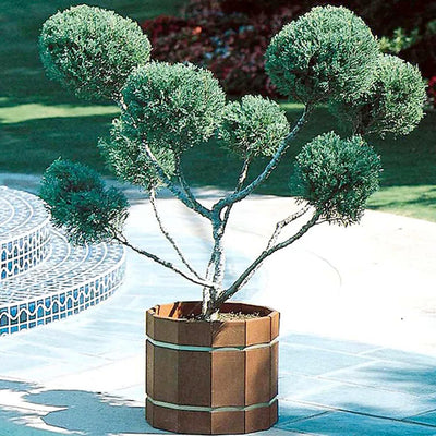 Juniperus chin. 'Mint Julep'® - Mint Julep Juniper - Pompom - 5 Gallon