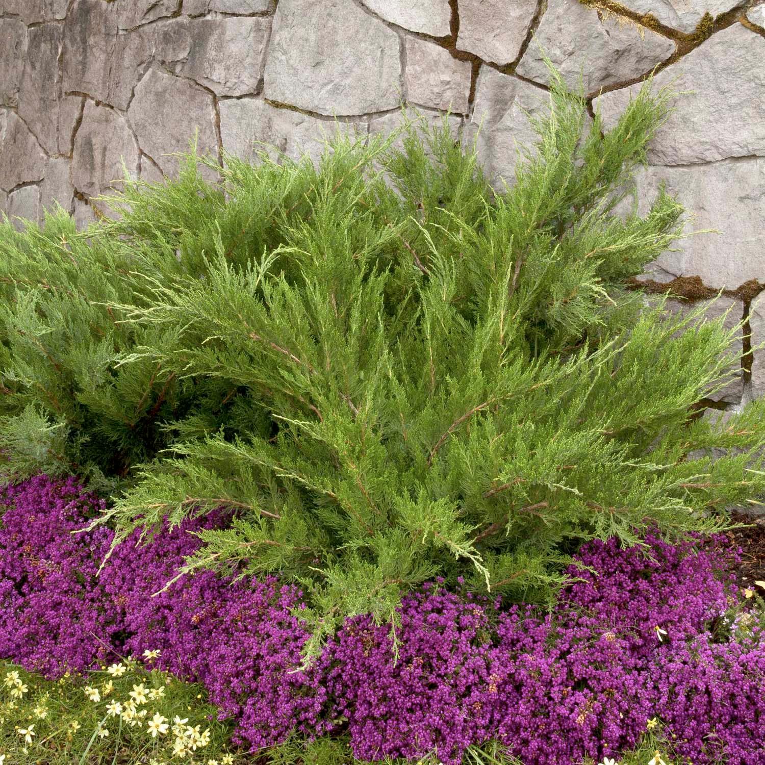 Juniperus chin. 'Mint Julep'® - Mint Julep Juniper - 2 Gallon