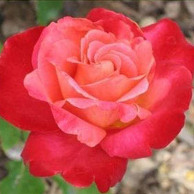 Mon Cheri - 5 Gallon