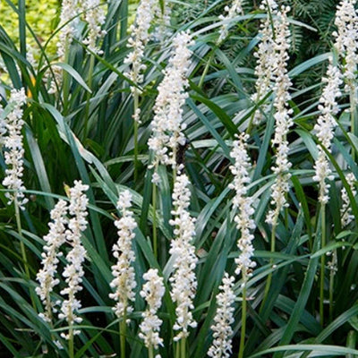 Liriope muscari 'Monroes White' - Monroe's White Lilyturf - 1 Gallon