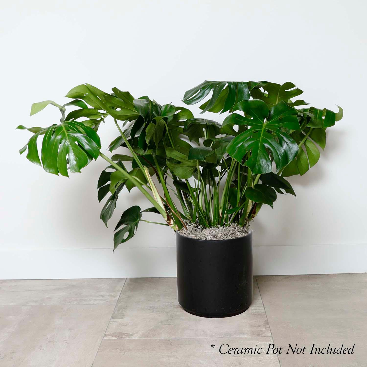 Monstera Deliciosa - 10