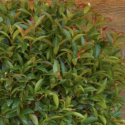 Eugenia 'Monterey Bay' - Monterey Bay Brush Cherry - 5 Gallon