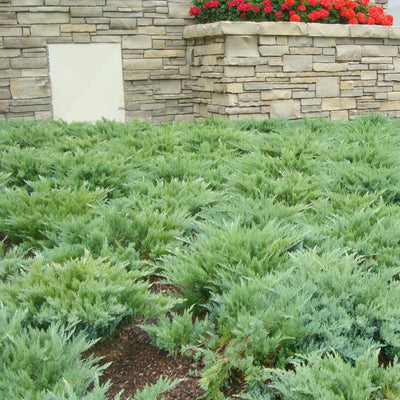 Juniperus sabina 'Moor Dense'® - Moor-Dense Juniper - 1 Gallon