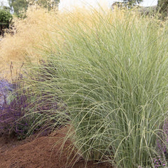 Miscanthus 'Morning Light' - Morning Light Maiden Grass - 2 Gallon