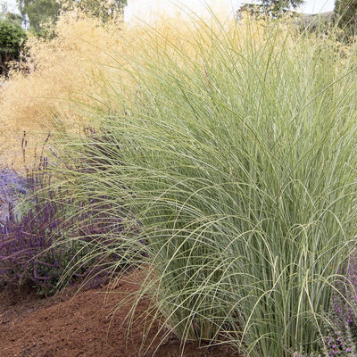 Miscanthus 'Morning Light' - Morning Light Maiden Grass - 2 Gallon