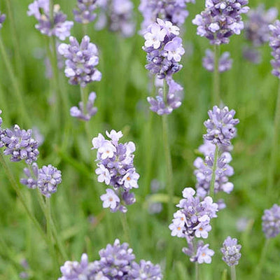 Lavandula 'Munstead' - Munstead Lavender - 1 Gallon