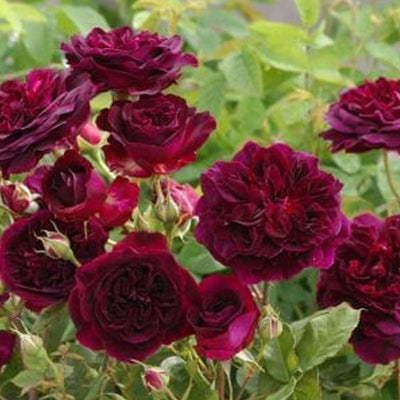 Munstead Wood - 5 Gallon