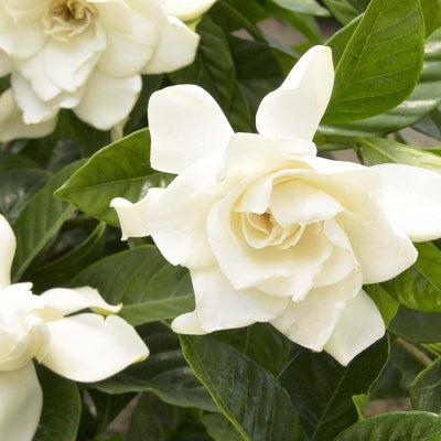 Gardenia 'Mystery' - Mystery Gardenia (Grafted) - 5 Gallon