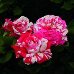 Neil Diamond - 5 Gallon