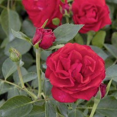 Nitty Gritty Red™ - 5 Gallon