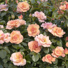 Nitty Peach Pink™ - 5 Gallon