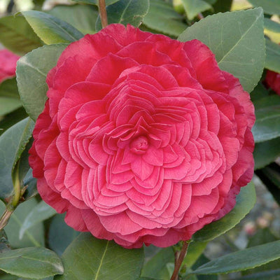 Camellia 'Nuccio's Bella Rossa - Nuccio's Bella Rossa Camellia - 2 Gallon