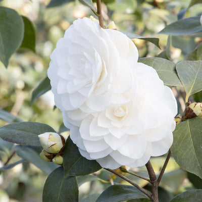 Camellia 'Nuccio's Gem' - Nuccio's Gem Camellia - 7 Gallon