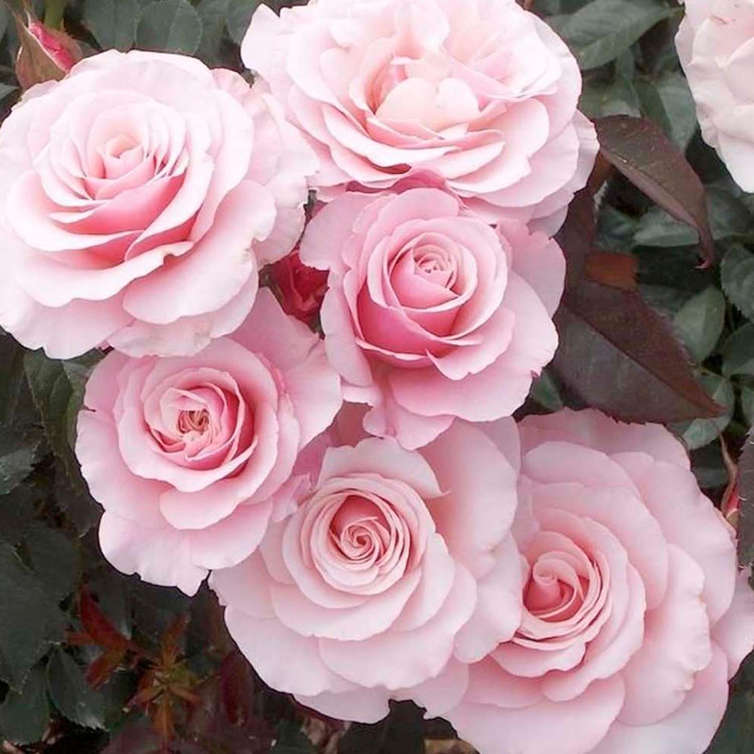 Our Lady of Guadalupe - 5 Gallon – Roger's Gardens