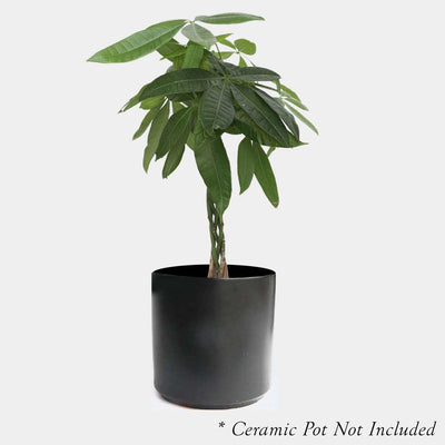 Pachira 'Money Tree' - 4in