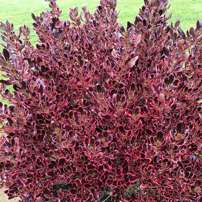 Coprosma 'Pacific Sunrise' - Pacific Sunrise Mirror Plant - 2 Gallon