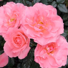 Passionate Kisses - 5 Gallon