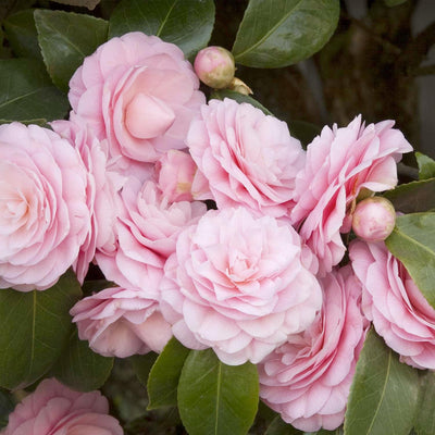 Camellia 'Pearl Maxwell' - Pearl Maxwell Camellia - 7 Gallon
