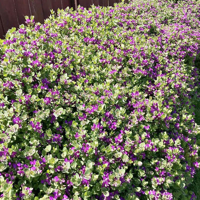 Polygala 'Petite Butterflies' - Petite Butterflies Sweet Pea Shrub - 2 Gallon