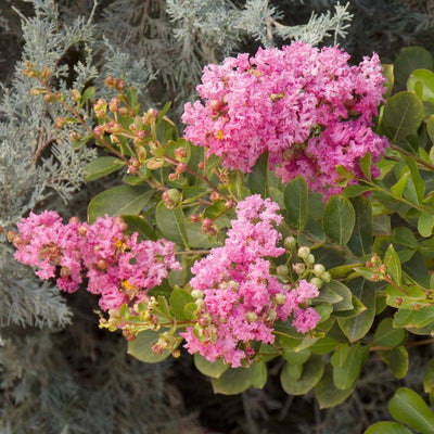 Lagerstroemia 'Pinkie'™ - Petite Pinkie Crape Myrtle - 5 Gallon
