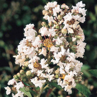 Lagerstroemia 'Petite Snow'™ - Petite Snow Crape Myrtle - 5 Gallon