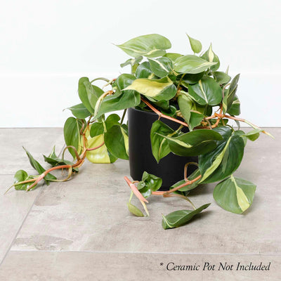 Philodendron cordatum 'Brasil ' - 6"