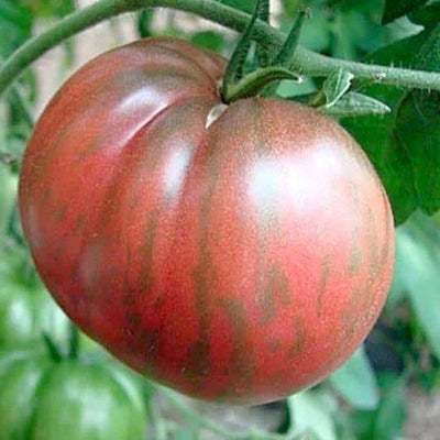 Berkeley Tie Dye, Pink - 4" Pot