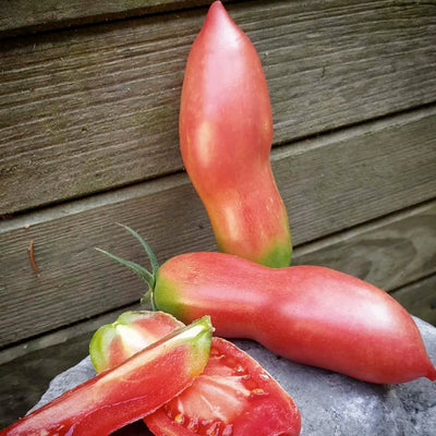 Pink Fang - 4" Pot