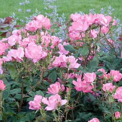 Pink Knock Out - 2 Gallon