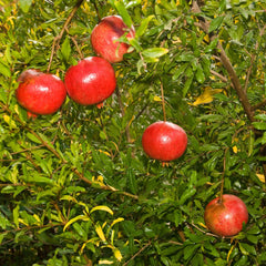 Wonderful Pomegranate - 5 Gallon