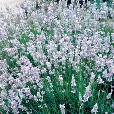 Lavandula 'Provence' - Provence French Lavender - 1 Gallon