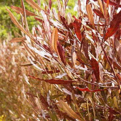 Dodonaea Viscosa 'Purpurea' - Purple Hopseed Bush - 1 Gallon