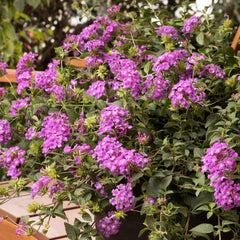 Lantana S 'Purple Potion'® - Purple Potion Trailing Lantana - 1 Gallon