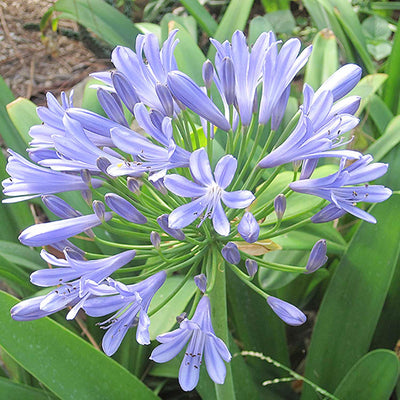 Agapanthus 'Queen Anne' - Queen Anne Agapanthus - 1 Gallon
