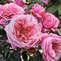 Queen Of Elegance - 36
