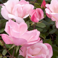 Blushing Knock Out - 2 Gallon