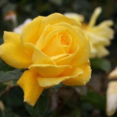 Radiant Perfume - 15 Gallon