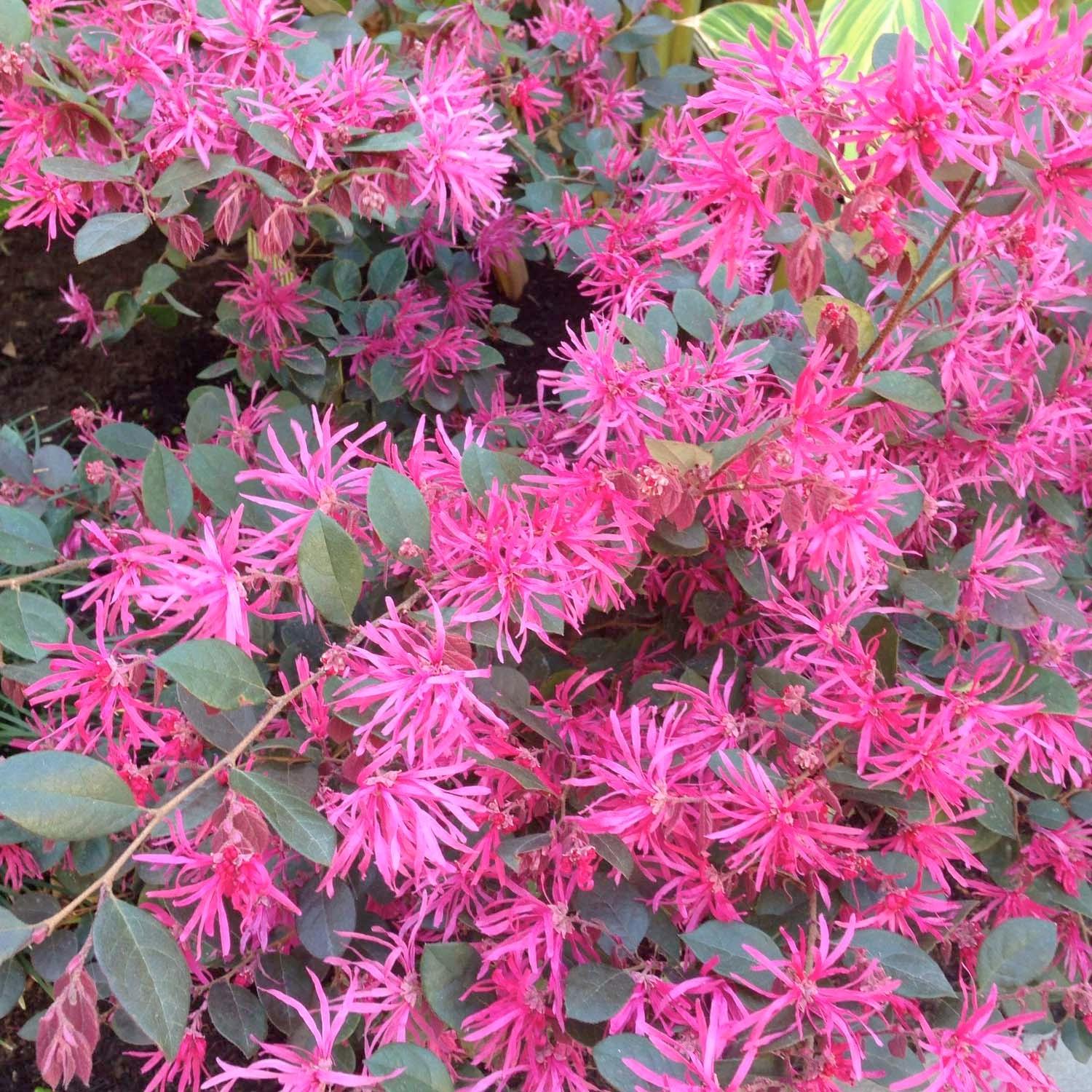 Loropetalum 'Razzleberri'® - Razzleberri Fringe Flower