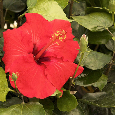 Hibiscus rosa-s. 'Red Darling'® - Red Darling Hibiscus - 5 Gallon