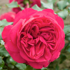 Red Eden - Climbing - Staked - 5 Gallon