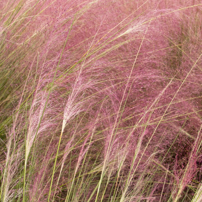 Muhlenbergia capillaris 'Regal Mist'™ - Pink Muhly Grass- 1 Gallon