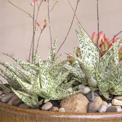 Aloe 'Guido'® - Retro Succulents Guido Aloe - 1 Gallon