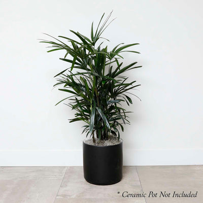 Lady Palm - Rhapis excelsa - 10in