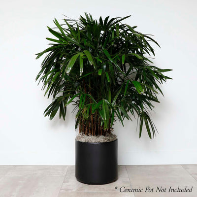 Lady Palm - Rhapis excelsa - 14in