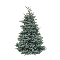 Premium Roger's Blue Noble Fir 7-8 Ft