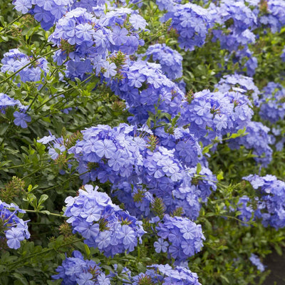 Plumbago 'Royal Cape'® - Royal Cape Plumbago - 1 Gallon