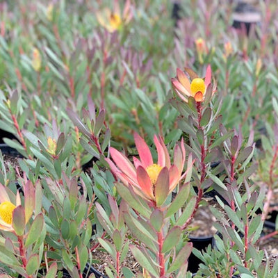 Leucadendron 'Hawaii Magic'® PP - Royal Hawaiian Hawaii Magic Conebush - 2 Gallo