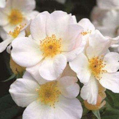 Sally Holmes - Climbing - 5 Gallon